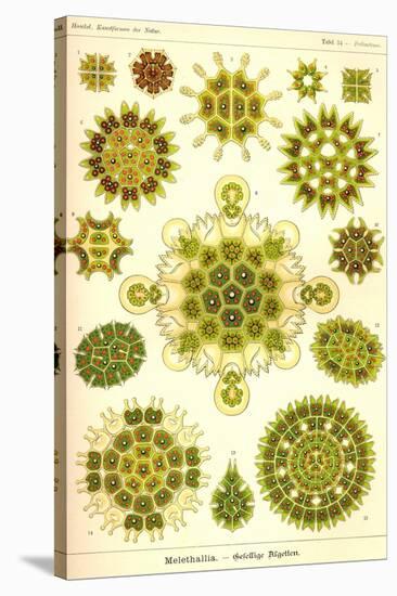 Green Algae-Ernst Haeckel-Stretched Canvas