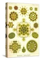 Green Algae-Ernst Haeckel-Stretched Canvas