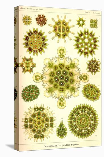 Green Algae-Ernst Haeckel-Stretched Canvas