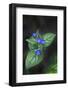 Green Alkanet (Pentaglottis Sempervirens), Northumberland, England, United Kingdom, Europe-Ann and Steve Toon-Framed Photographic Print