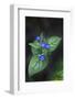 Green Alkanet (Pentaglottis Sempervirens), Northumberland, England, United Kingdom, Europe-Ann and Steve Toon-Framed Photographic Print