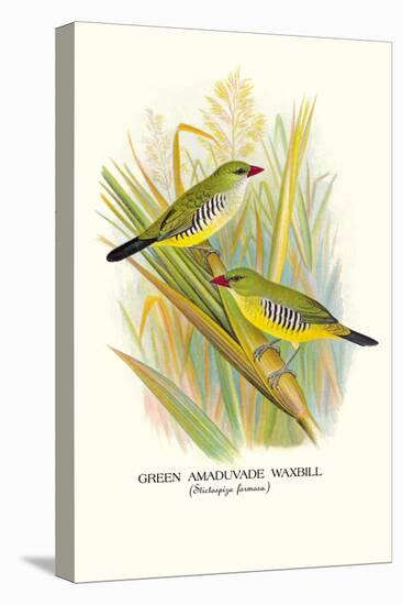 Green Amaduvade Waxbill-Arthur G. Butler-Stretched Canvas