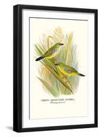 Green Amaduvade Waxbill-Arthur G. Butler-Framed Art Print