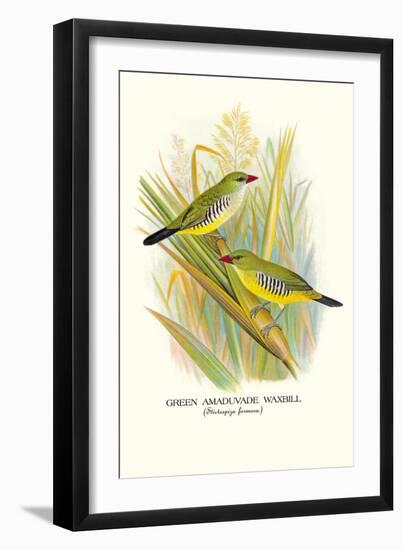 Green Amaduvade Waxbill-Arthur G. Butler-Framed Art Print