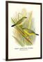 Green Amaduvade Waxbill-Arthur G. Butler-Framed Art Print