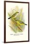 Green Amaduvade Waxbill-Arthur G. Butler-Framed Art Print