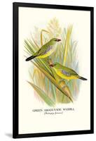 Green Amaduvade Waxbill-Arthur G. Butler-Framed Art Print