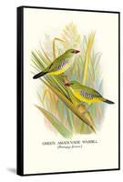 Green Amaduvade Waxbill-Arthur G. Butler-Framed Stretched Canvas