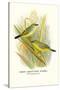 Green Amaduvade Waxbill-Arthur G. Butler-Stretched Canvas