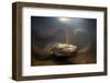 Green Anaconda (Eunectes Murinus) Underwater, Flicking Tongue, Formoso River-Franco Banfi-Framed Photographic Print