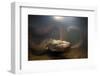 Green Anaconda (Eunectes Murinus) Underwater, Flicking Tongue, Formoso River-Franco Banfi-Framed Photographic Print