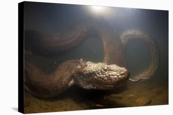 Green Anaconda (Eunectes Murinus) Underwater, Flicking Tongue, Formoso River-Franco Banfi-Stretched Canvas