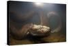 Green Anaconda (Eunectes Murinus) Underwater, Flicking Tongue, Formoso River-Franco Banfi-Stretched Canvas