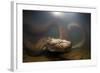 Green Anaconda (Eunectes Murinus) Underwater, Flicking Tongue, Formoso River-Franco Banfi-Framed Photographic Print
