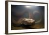 Green Anaconda (Eunectes Murinus) Underwater, Flicking Tongue, Formoso River-Franco Banfi-Framed Photographic Print