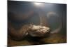 Green Anaconda (Eunectes Murinus) Underwater, Flicking Tongue, Formoso River-Franco Banfi-Mounted Photographic Print