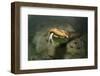 Green anaconda underwater, Formoso River, Bonito, Brazil-Franco Banfi-Framed Photographic Print