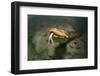 Green anaconda underwater, Formoso River, Bonito, Brazil-Franco Banfi-Framed Photographic Print