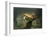 Green anaconda underwater, Formoso River, Bonito, Brazil-Franco Banfi-Framed Photographic Print