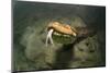 Green anaconda underwater, Formoso River, Bonito, Brazil-Franco Banfi-Mounted Photographic Print