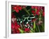 Green and Black Dart Frog, Costa Rica-Adam Jones-Framed Photographic Print