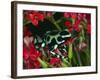 Green and Black Dart Frog, Costa Rica-Adam Jones-Framed Photographic Print