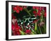 Green and Black Dart Frog, Costa Rica-Adam Jones-Framed Photographic Print