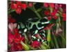 Green and Black Dart Frog, Costa Rica-Adam Jones-Mounted Photographic Print
