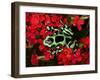 Green and Black Dart Frog, Costa Rica-Adam Jones-Framed Photographic Print