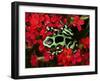 Green and Black Dart Frog, Costa Rica-Adam Jones-Framed Photographic Print