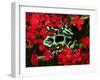 Green and Black Dart Frog, Costa Rica-Adam Jones-Framed Photographic Print