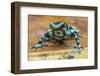 Green and black poison dart frog (Dendrobates auratus), La Selva Field Station, Costa Rica-Phil Savoie-Framed Photographic Print