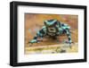 Green and black poison dart frog (Dendrobates auratus), La Selva Field Station, Costa Rica-Phil Savoie-Framed Photographic Print