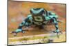 Green and black poison dart frog (Dendrobates auratus), La Selva Field Station, Costa Rica-Phil Savoie-Mounted Photographic Print