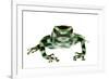 Green And Black Poison Frog (Dendrobates Auratus) Isla Pastores-Jp Lawrence-Framed Photographic Print