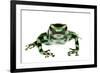 Green And Black Poison Frog (Dendrobates Auratus) Isla Pastores-Jp Lawrence-Framed Photographic Print