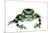 Green And Black Poison Frog (Dendrobates Auratus) Isla Pastores-Jp Lawrence-Mounted Photographic Print