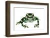 Green And Black Poison Frog (Dendrobates Auratus) Isla Pastores-Jp Lawrence-Framed Photographic Print