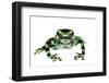 Green And Black Poison Frog (Dendrobates Auratus) Isla Pastores-Jp Lawrence-Framed Photographic Print