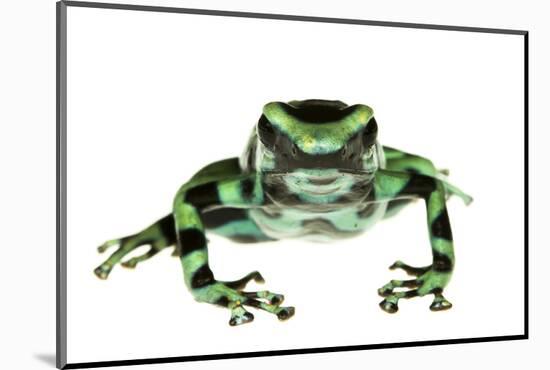 Green And Black Poison Frog (Dendrobates Auratus) Isla Pastores-Jp Lawrence-Mounted Photographic Print