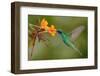 Green and Blue Hummingbird Sparkling Violetear Flying next to Beautiful Yelow Flower-Ondrej Prosicky-Framed Photographic Print