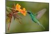 Green and Blue Hummingbird Sparkling Violetear Flying next to Beautiful Yelow Flower-Ondrej Prosicky-Mounted Photographic Print