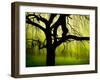 Green and Golden Landscape behind Tree-Jan Lakey-Framed Photographic Print