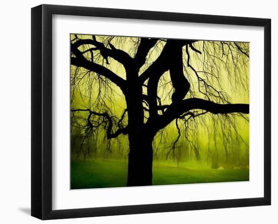 Green and Golden Landscape behind Tree-Jan Lakey-Framed Photographic Print