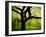 Green and Golden Landscape behind Tree-Jan Lakey-Framed Photographic Print