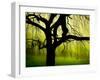 Green and Golden Landscape behind Tree-Jan Lakey-Framed Photographic Print