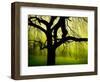 Green and Golden Landscape behind Tree-Jan Lakey-Framed Photographic Print