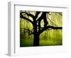 Green and Golden Landscape behind Tree-Jan Lakey-Framed Photographic Print