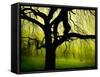 Green and Golden Landscape behind Tree-Jan Lakey-Framed Stretched Canvas