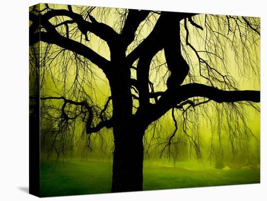 Green and Golden Landscape behind Tree-Jan Lakey-Stretched Canvas